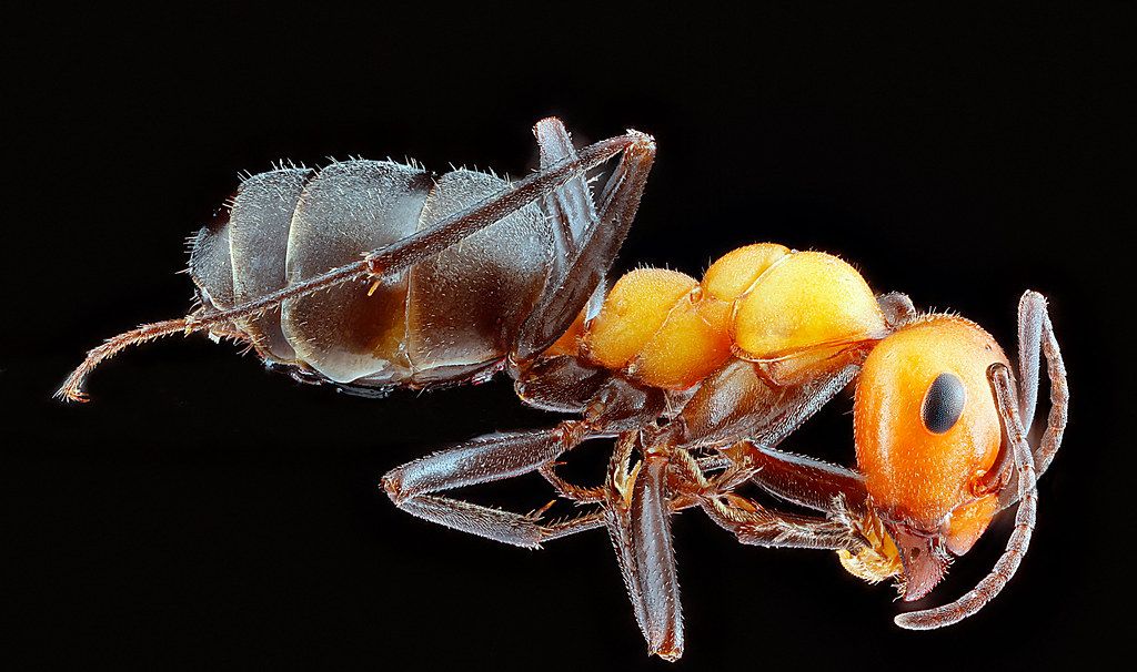 Ant Control service in Saint Louis, MO
