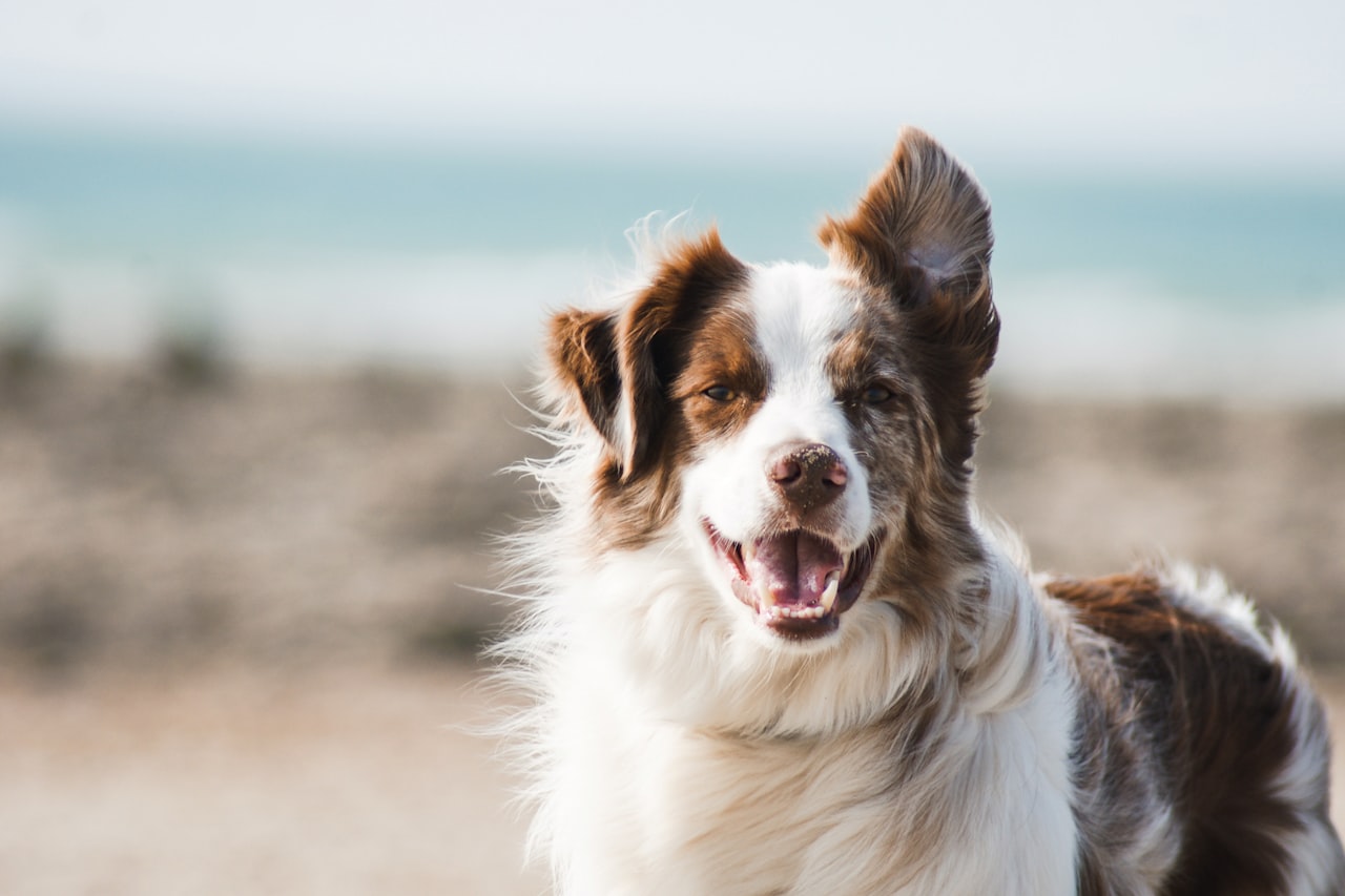 Flea & Tick Control service in Saint Louis, MO