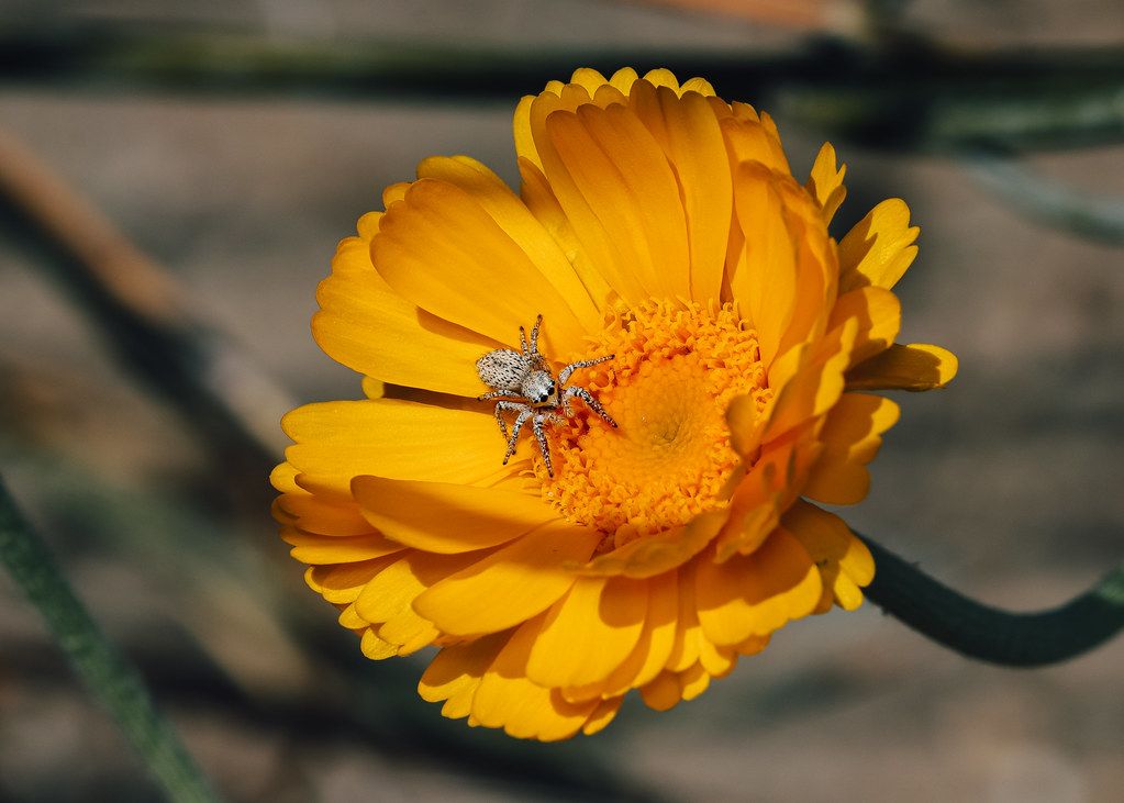 Spider Control service in Saint Louis, MO